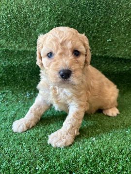 Poodle lindos bem pequenos em loja 