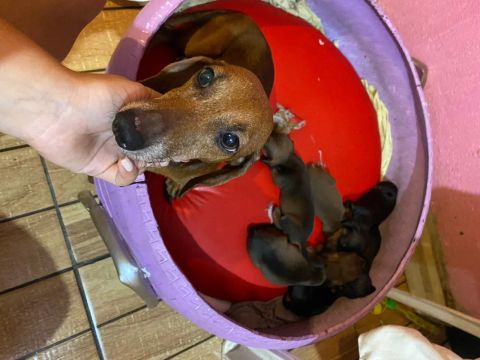 Vendo filhotes de cachorro raça dachshund