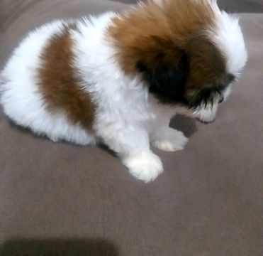Filhote Shih Tzu FEMEA