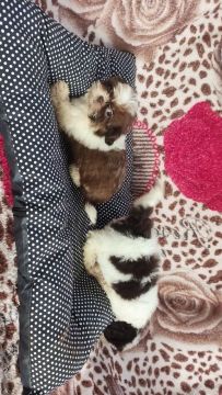 Shihtzu shih-tzu 