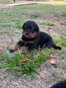 Rottweiler filhote - disponível para venda