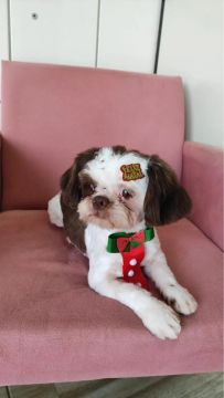 Shih Tzu lindo venda 