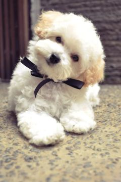 Poodle: Elegância, Inteligência e Muito Carinho