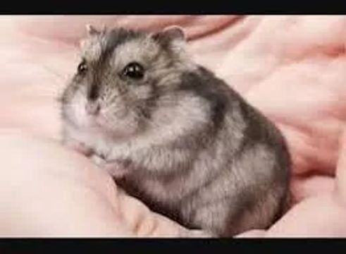 Hamster anão russo - filhotes