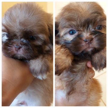 Filhotes Shih Tzu Fígado, raro.(focinho e olho claro)