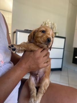 Filhote de Cocker Spaniel Inglês