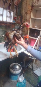 2 frango e 1 galinha indiano com barbuda 120 os 3