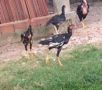 Frango raça mura