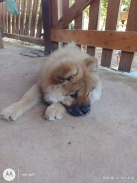 Filhote Chow-Chow vende-se tem apenas 3 mês 