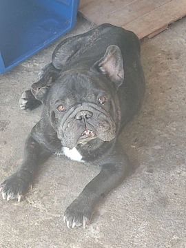 Bulldog francês 