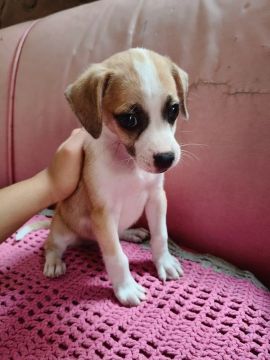 Filhote de cachorro - disponível para adoção