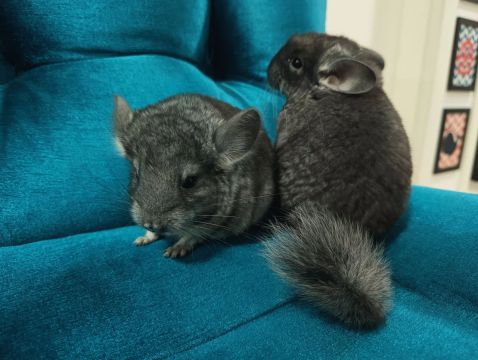 Chinchila 