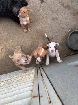Filhotes de Pitbull