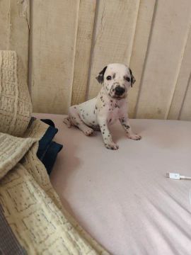 DALMATAS FILHOTES VENDO