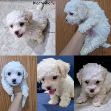 Filhotes de Maltês c/ Poodle 