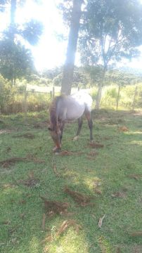 Potro Appaloosa - 1 ano