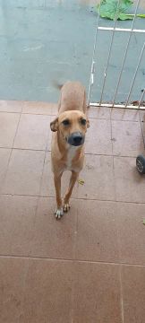 Lindo e dócil cãozinho 