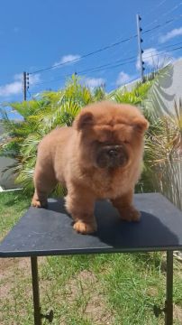 Filhote Chow Chow