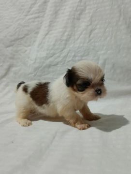 Filhote Shih Tzu
