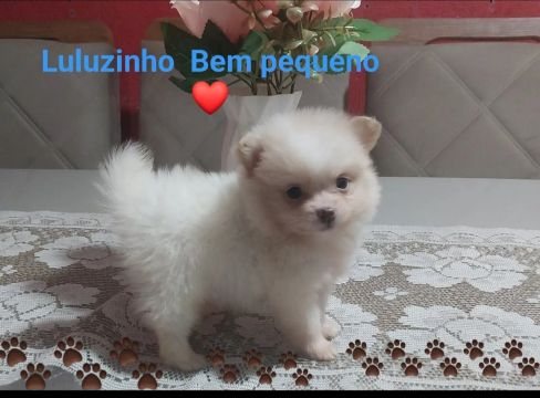 Lulu - Pomeranian machinho, filhote- BEM PEQUENO Pronto para Amar!