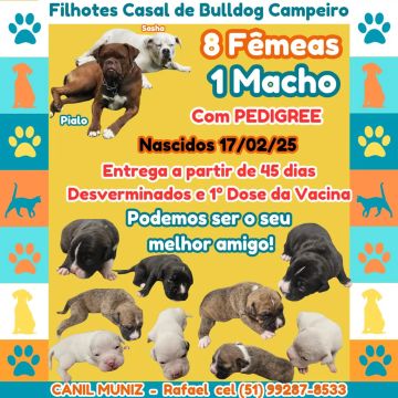Filhotes Bulldog Campeiro - 8 Fêmeas e 1 Maacho