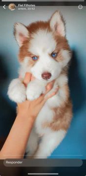 Husky macho lindos