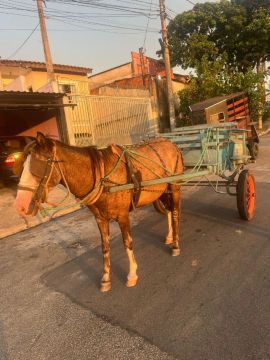 Vendo cavalo e carroça 
