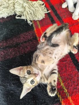 Gatinha fofa disponível para adoção