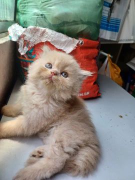 Gato Persa 