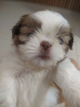 Filhote Shih Tzu