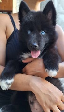 Husky Super Woolly Monster Black - Macho