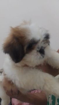Shih tzu fêmea filhote