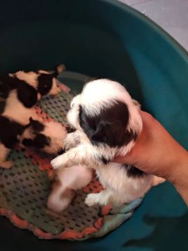 Filhotes Shih Tzu Lindos