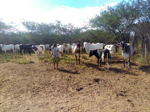 A venda de gado na região sul do Piauí 