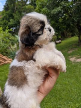 Filhote Shih Tzu