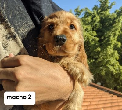 Cocker com pedigree 