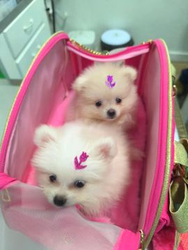 Lindas fêmeas Spitz Lulu da Pomerânia 