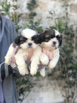Shih Tzu duas fêmeas bicolor com 59 dias vacinadas e com pedigree - Alberto