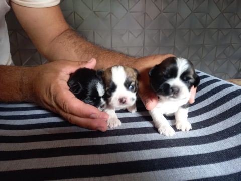 Lindos filhotes Shih Tzu   