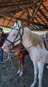 Cavalo Mangalarga marcha picada