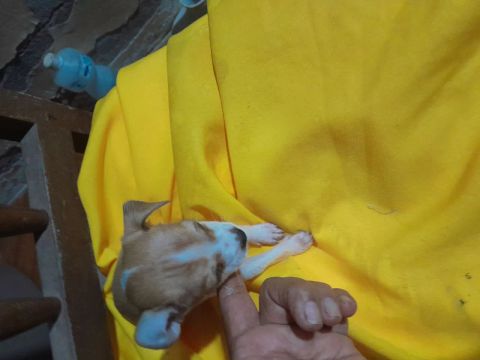 Filhote de cachorro - raça pischerfinida