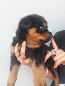 Filhote de Rottweiler - Adorável e Brincalhão! Para a sua família 