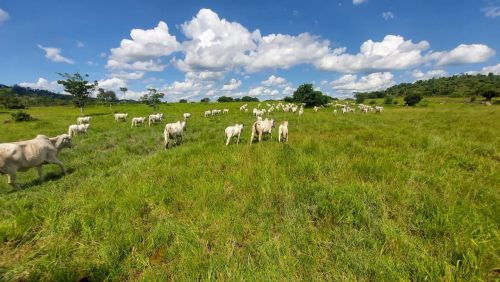 Fazenda 586 alqueirão em vila Rica MT. Dupla aptdão plana 300 as pq de pasto 65 milhões 