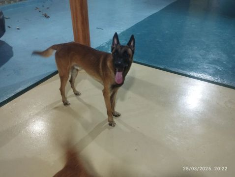Vende-se pastor belga 
