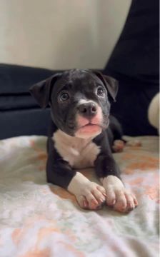 American Bully Micro - Última da ninhada / ALTA QUALIDADE 
