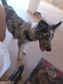 Border Collie