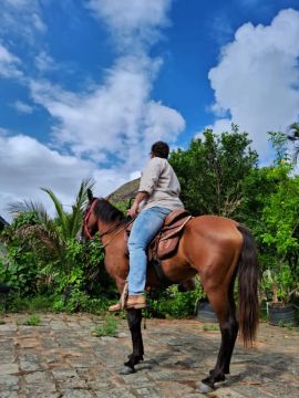 Equino para venda