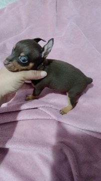 Pinscher macho chocolate tamanho mini pais no local 