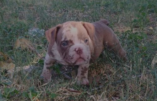 Filhote fêmea de exótico Bully micro 