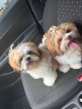 Dois filhotes Shih Tzu para venda 